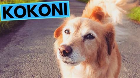 kokoni comprar|KOKONI